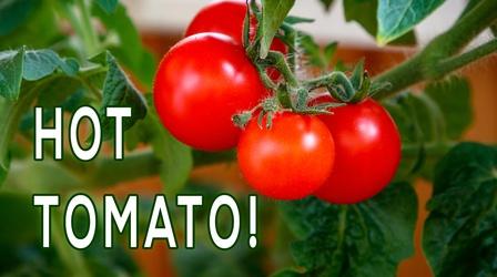 Video thumbnail: Backyard Farmer Digging Deeper: Tomato Trouble
