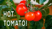 Digging Deeper: Tomato Trouble