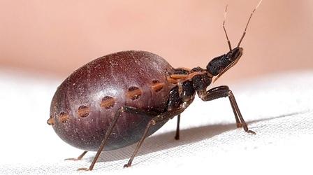 Video thumbnail: Deep Look How a Kissing Bug Becomes a Balloon Full of Your Blood