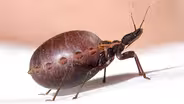 How a Kissing Bug Becomes a Balloon Full of Your Blood