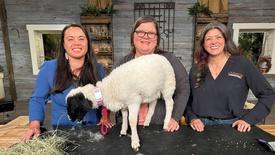 Orchids and Botanizing: asset-mezzanine-16x9