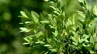 Plant of the Month: Boxwoods