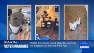 Watch Ask the Veterinarians Thursday, June 5 at 8/7c
