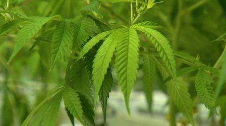 Video thumbnail: Almanac Vote on Marijuana Legalization in State Senate