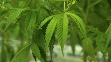 Video thumbnail: Almanac Vote on Marijuana Legalization in State Senate