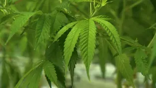 Vote on Marijuana Legalization in State Senate