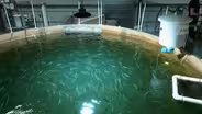Companies raising salmon on land face pushback