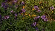 Volunteer Gardener 3119