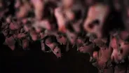 Bat Birth Caught On Camera for First Time