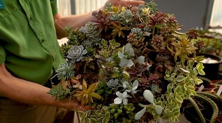 Video thumbnail: Modern Gardener Succulent Wreath