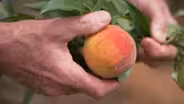 The Peach State