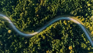 The Science of Trees