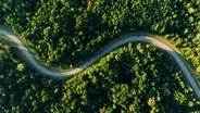 The Science of Trees