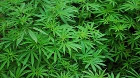 Video thumbnail: South Dakota Focus SDF 2513 Legalizing Industrial Hemp