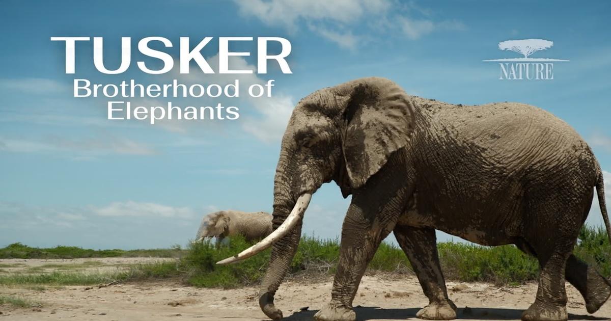 WTVP Spots | TRAILER | NAAT 4405 | Nature | Tusker: Brotherhood of