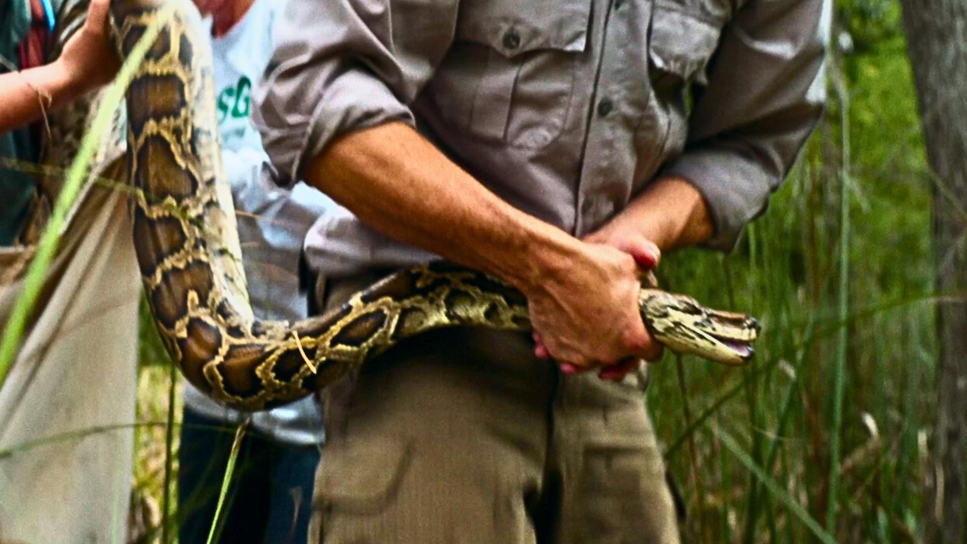 Human Footprint  How Giant Pythons Became Florida's Biggest