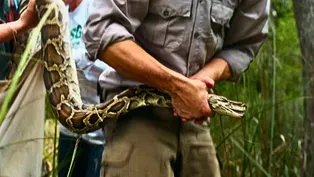 How Giant Pythons Became Florida’s Biggest Invasive Species