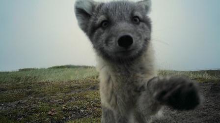 Arctic Foxes Break Filmmaker's Camera