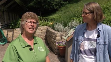 Video thumbnail: Prairie Yard & Garden Nature Based Therapeutics with Jean Larson