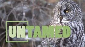 Video thumbnail: Untamed Untamed: Owls