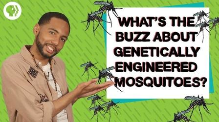 Video thumbnail: Above The Noise Can Genetically Engineered Mosquitoes Help Fight Disease?