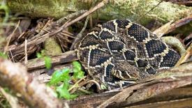 Rattlesnakes: asset-mezzanine-16x9