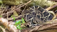 Rattlesnakes