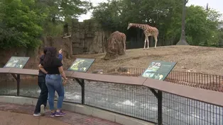 Lincoln Park Zoo Celebrates its 150th Anniversary