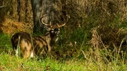 Wilderness Next Door