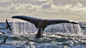 Humpback Whales off Southwest Ireland: asset-mezzanine-16x9