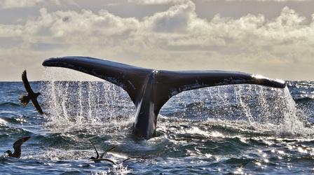 Humpback Whales off Southwest Ireland