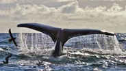Humpback Whales off Southwest Ireland