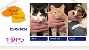12/05/2024 | Crew, Little Kim and Brody | Mark's Furry Friends