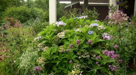 Video thumbnail: Virginia Home Grown From Turf Lawn to Native Landscape Space