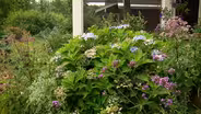 From Turf Lawn to Native Landscape Space