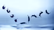 Springtails Do Their Own Stunts