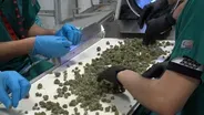 Cannabis industry advocates applaud progress in NJ