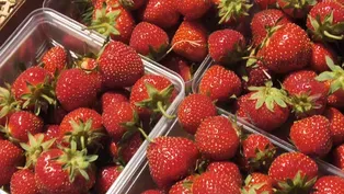 Strawberries, Fish Paintings and Luthier