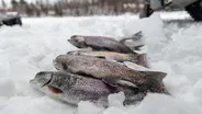 Coldwater Trout