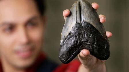 Video thumbnail: SCI NC Why Is NC Megalodon Country?