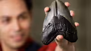 Why Is NC Megalodon Country?