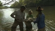 Muskie Search