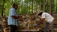 Growing Shiitake Mushrooms on Logs