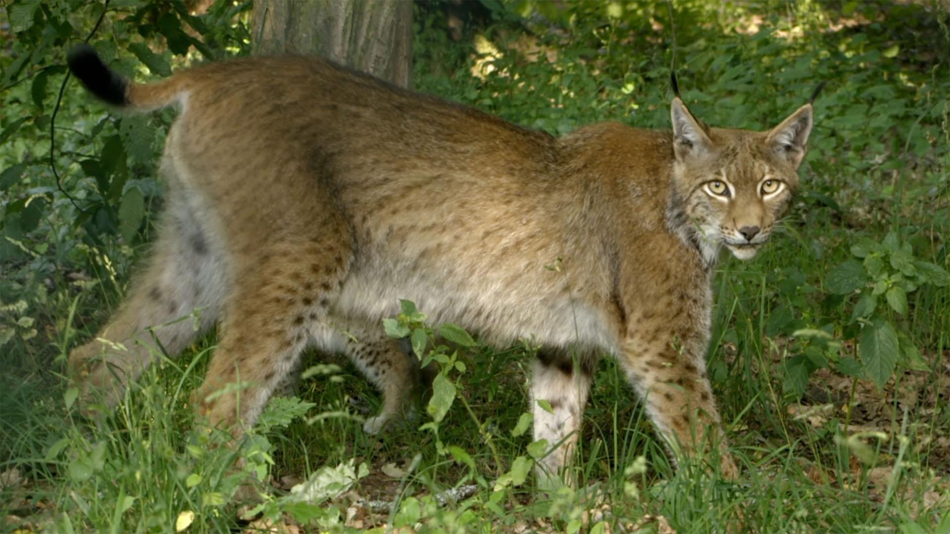 The Eurasian Lynx Europe's New Wild WLIW