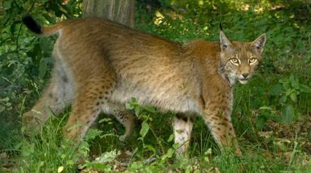 Video thumbnail: Europe's New Wild The Eurasian Lynx