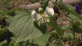 Video thumbnail: Volunteer Gardener Volunteer Gardener 2547