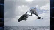 “DOLPHINS: SPY IN THE POD”