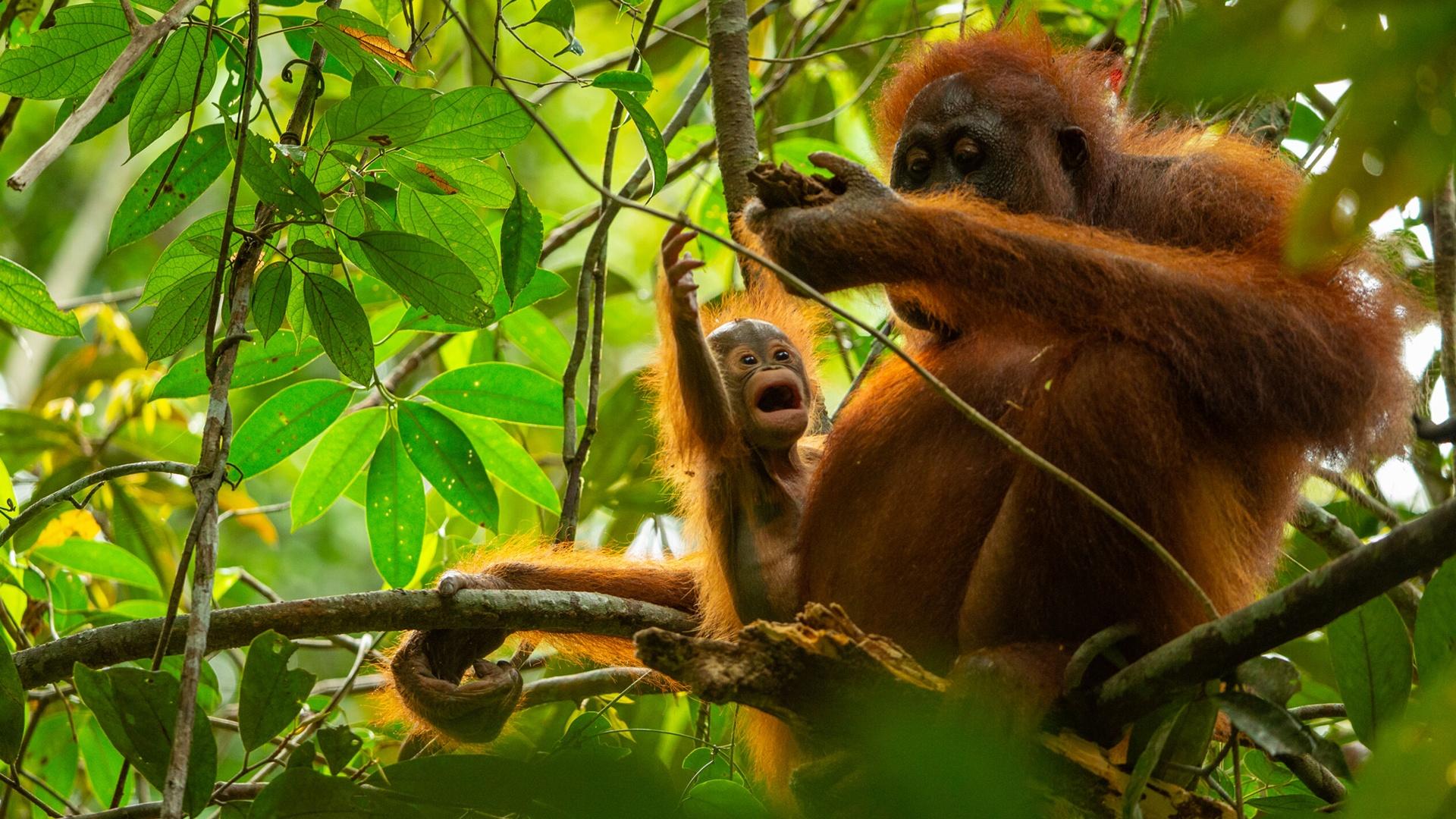 See how jungle animal parents raise children by mastering their environment.