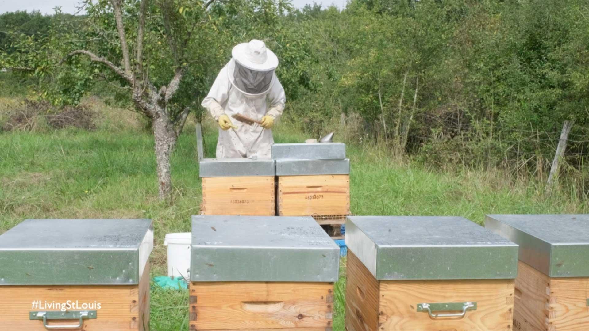 Shedding Light on the Secret Reproductive Lives of Honey Bees - College of  Agriculture and Life Sciences