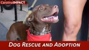 Dog Rescue and Adoption